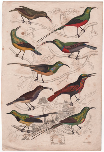 Cinnyris Soui-Magas [Sun birds and Bee eaters]   